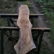 deska tarcica orzech włoski orzecha włoskiego 8