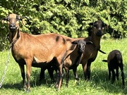 Stado owiec kameruńskich