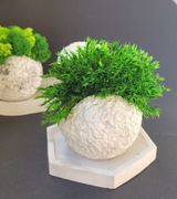 Mech w doniczce "Meteoryt"