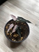 Alokazja Amazonica Pink Bambino