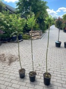 Wierzba 'Hakuro-nishiki'