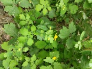 Krem do skóry z problemami