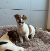 Jack Russell Terrier od # Smartie Jacks # suczka gotowa do odbioru