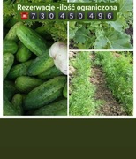 Ogórek rwany świeżo pod zamówienie Tania wysyłka 