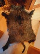 Skóra z dzika wyprawiona na dywan lub sciane