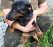 SPRZEDAM DWIE 2,5 ROCZNE SUKI - NIEMIECKI TERIER MYŚLIWSKI FCI