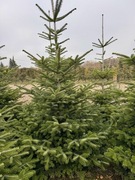 Jodła kaukaska i koreańska od 100cm do 250 cm