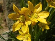 Miecznica Sisyrinchium macrocarpum 