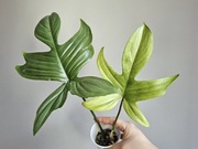 Philodendron filodendron florida ghost hydroponika nr3