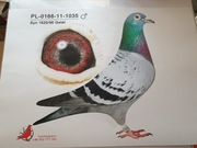 Gołębie pocztowe. 100% Marcin Bochynek . Super materiał do rozpłodu.Knapik