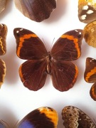 Catoblepia Xanthicles M Brassolidae