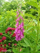 Naparstnica purpurowa 6 szt