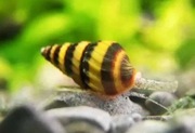 Rybki do akwarium - Ślimaki Helenka - Na inne ślimaki