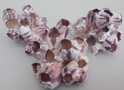 Kpl 3szt. Dekoracja do akwarium pakle muszla barnacle tanganika malawii