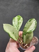 Hoya AH-074 - sadzonka ukorzeniona