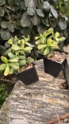 Grubosz Crassula Return of Beauty cv