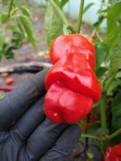 Papryfiutki Papryka Ostra 