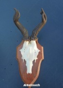 Parostki kozła, myłkus 2  //poroże,zrzuty,rogacz, mylkus 