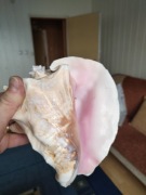 Duża muszla kolekcjonerska