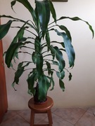 Juka domowa do salonu, roślina wysoka 1,1 m