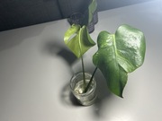 Monstera Zombie dwukrotny szczyt