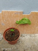 Rabarbar sadzonka 