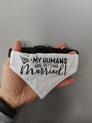 Obroża dla psa na ślub married