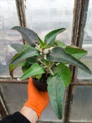 żyworódka Kalanchoe daigremontiana M