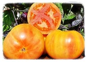 Pink Grapefruit Pomidor Kolekcjonerski