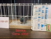 Gołębie pocztowe od Arka Maziarza 