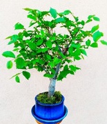 Bonsai drzewko wiąz (Ulmus)