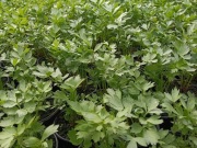 Lubczyk ogrodowy sadzonki