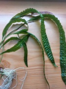 Zwartka aponogetonolistna karbowana kryptokoryna aponogetifolia piękna 38cm