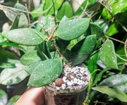 Hoya Micrantha Splash - całość ze zdjęcia 