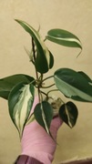 Filodendron Scandens Rio 