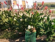 Nasiona kanna czerwona paciorecznik 2024