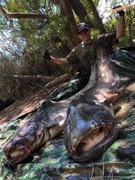 Wyprawy wędkarskie ,sumowe