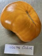 Pomidor Uluru Ochre dwarf kolekcjonerskie nasiona