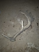 Poroże Daniela, Jelenia