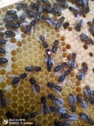 Matki pszczele unasiennione Sklenary G10 i H47 