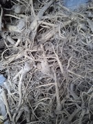 Korzeń prawoślaz lekarski 5000 g 5 kg 