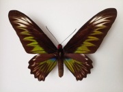 Trogonoptera brookiana F Cites !