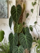 Philodendron SPLENDID | sadzonka cięta