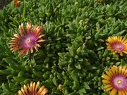 SŁONECZNICA odnóżka