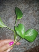 Epipremnum pinatum pinnatum yellow flame 