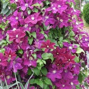 Clematis Mazowsze p9 wysyłka Marzec 
