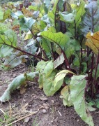 Botwinka prosto z naszego pola 