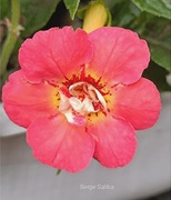 Achimenesy Serge Saliba kłącze 