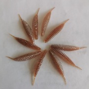 Tanta Supercontinent 49mm 10szt.