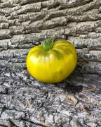 GREEN APPLE  Pomidor Kolekcjonerski 
